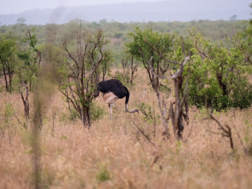 auf safari im Kruger