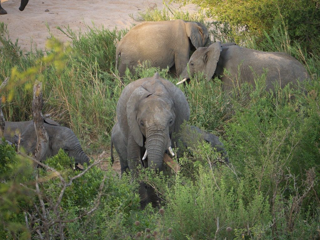 auf safari im Kruger