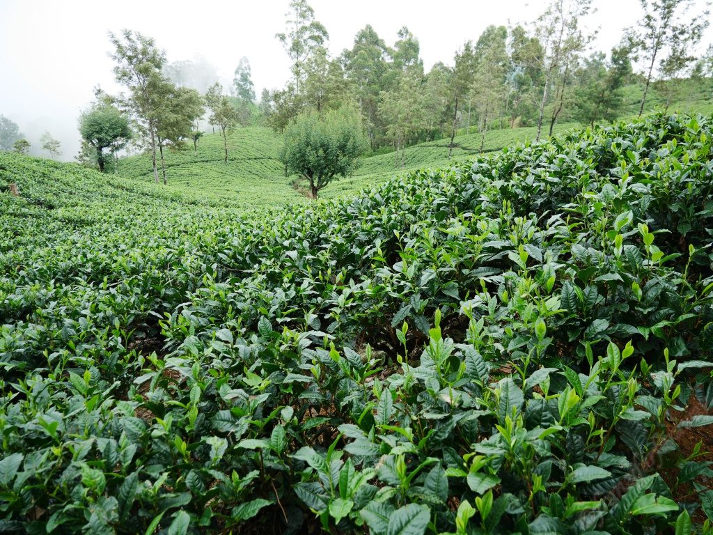 Teeplantagen in Ella