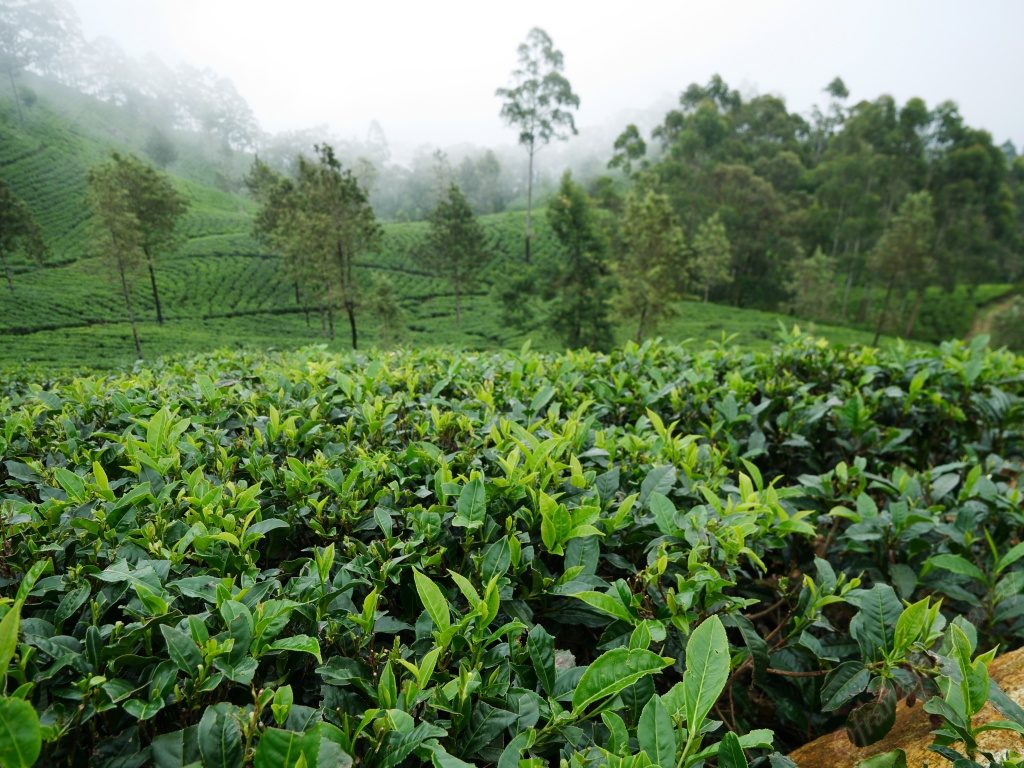 Teeplantagen in Ella