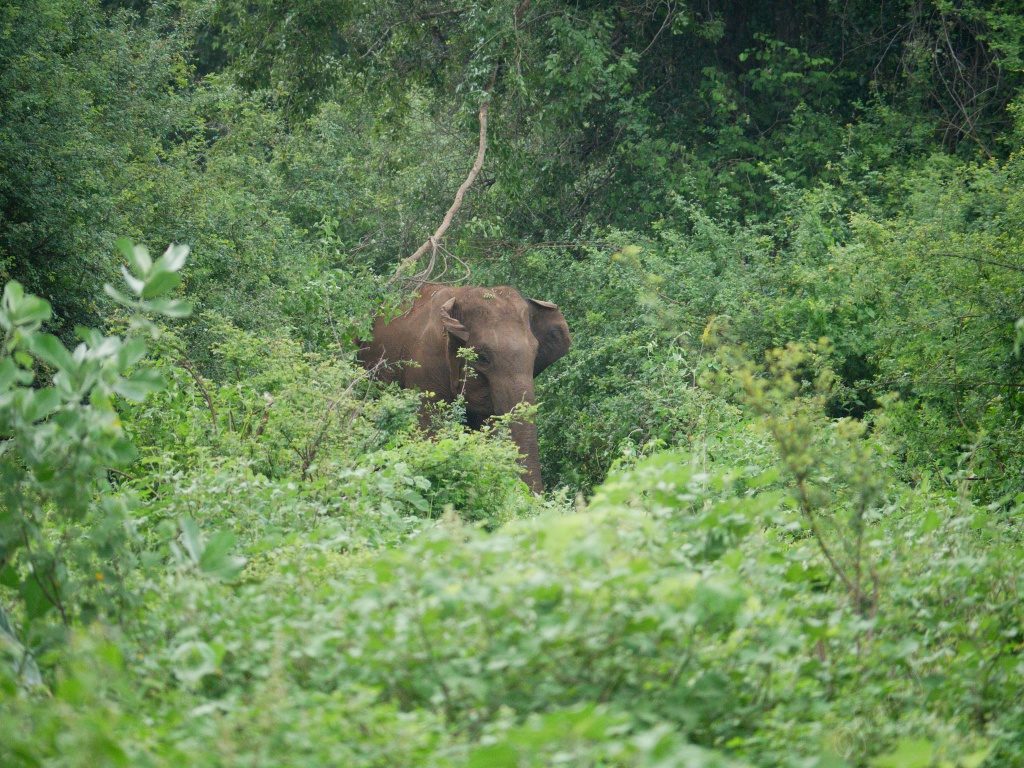 Elefanten Safari im Kaudulla Nationalpark