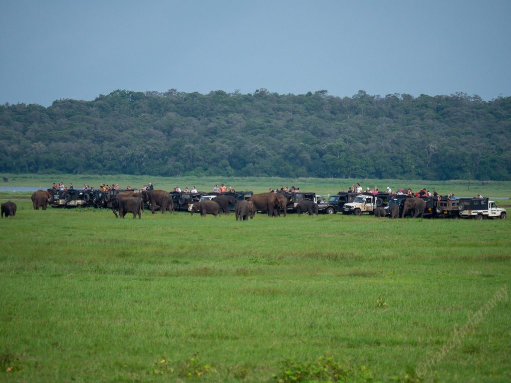 Elefanten Safari im Kaudulla Nationalpark