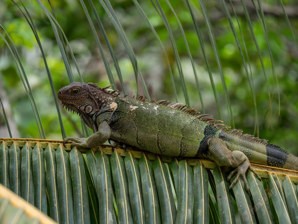 Exploring the Corcovado NP