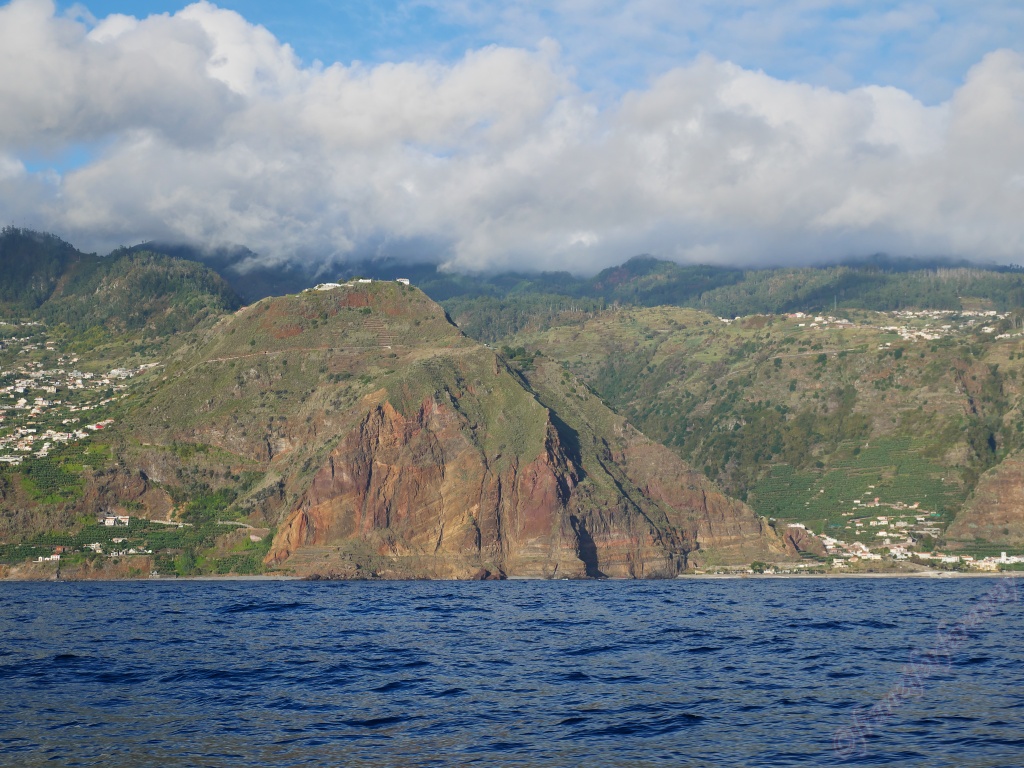 Whales in Madeira