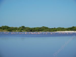 flamingos in celestun