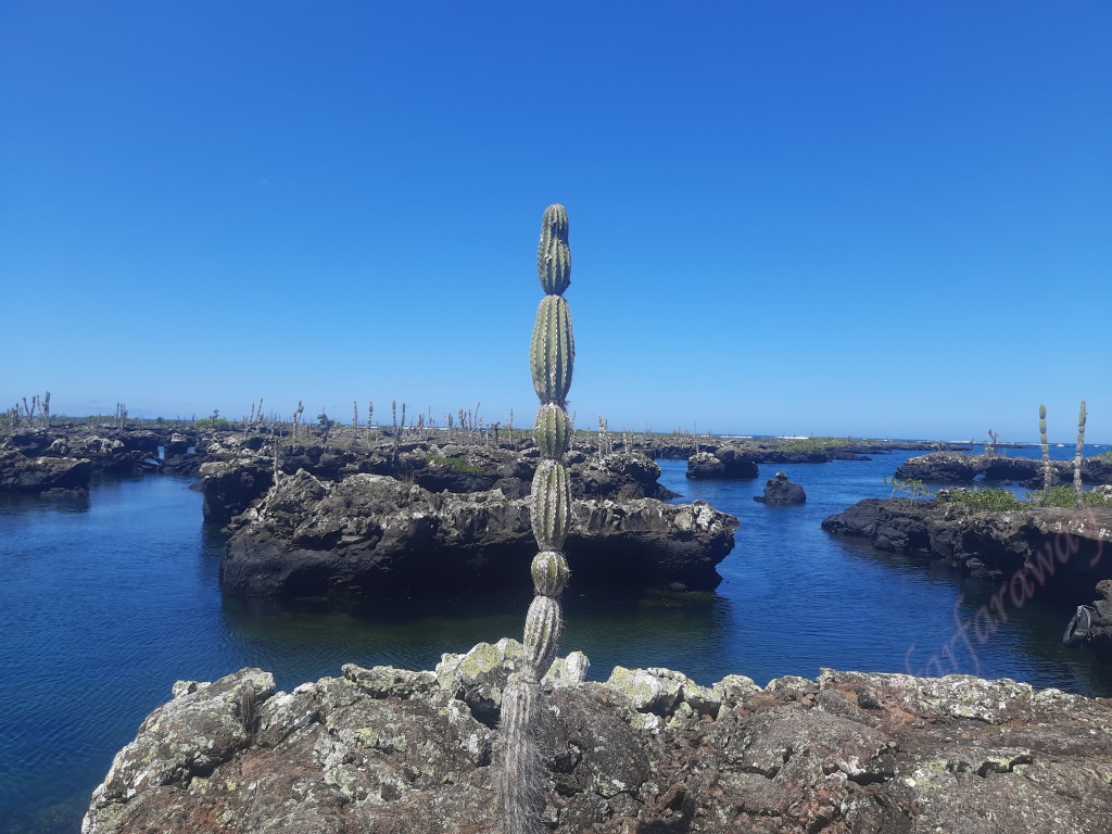 Galápagos Islands - Isabela - the best of all three