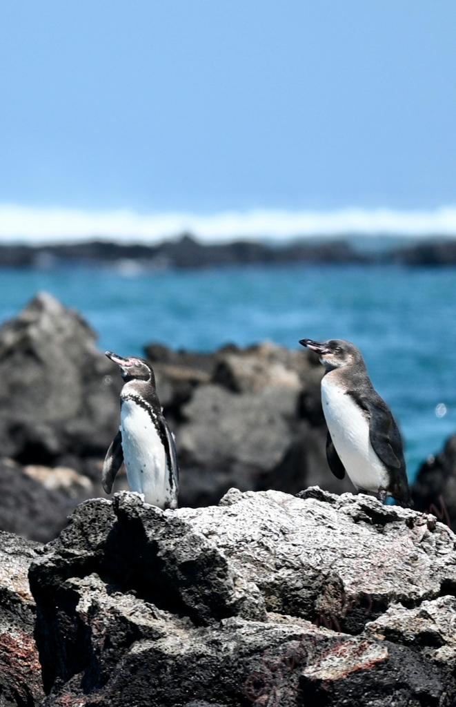 Highlights von Isabela Galapagos