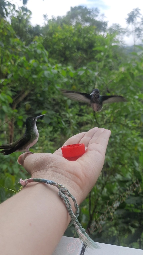 Kolibris in Mindo